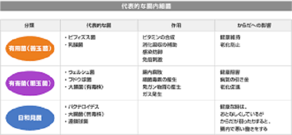 腸内細菌1
